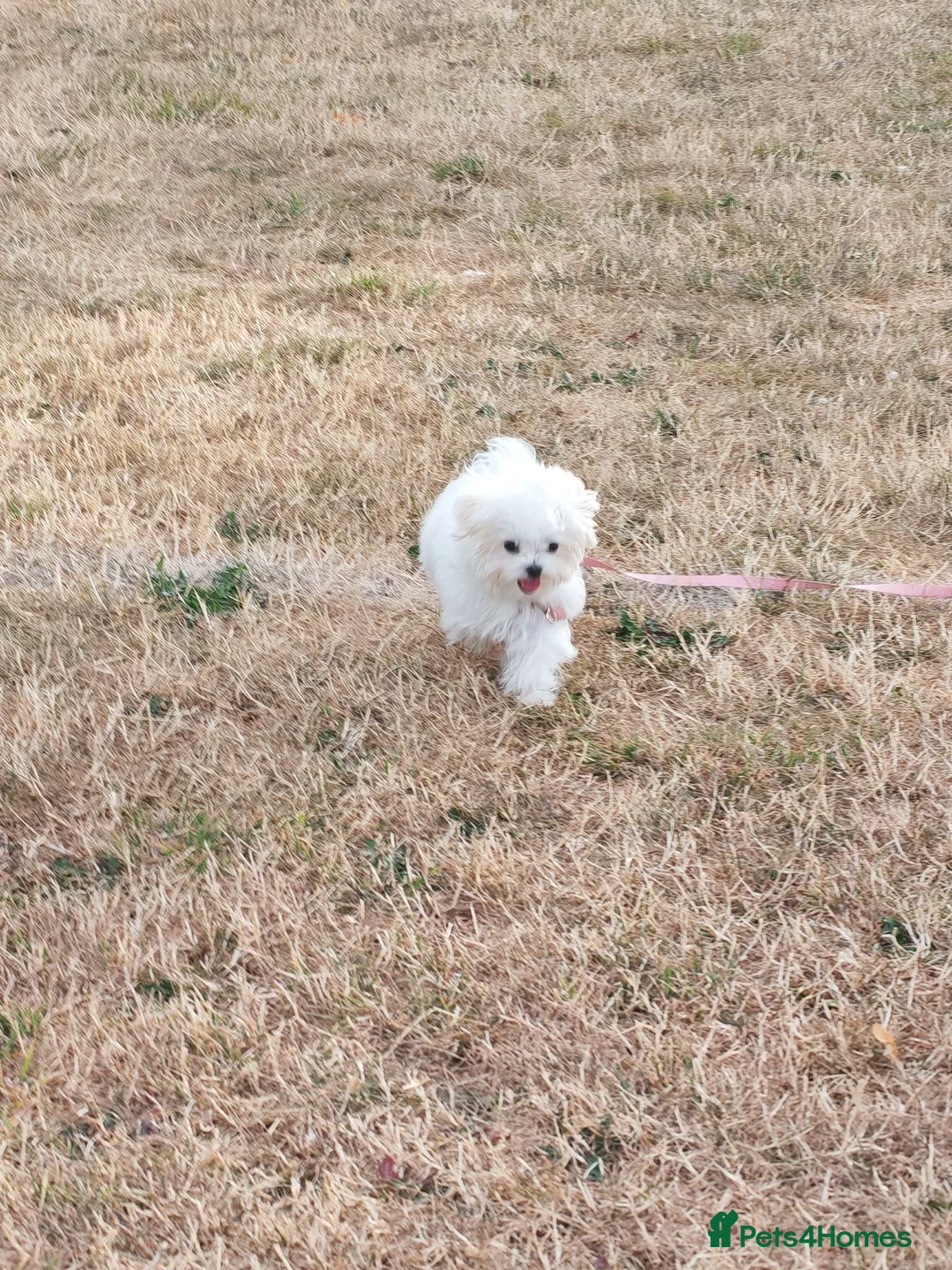 Maltese dogs for sale: 🐾 Beautiful Maltese puppy for sale 🐾 - Advert 1