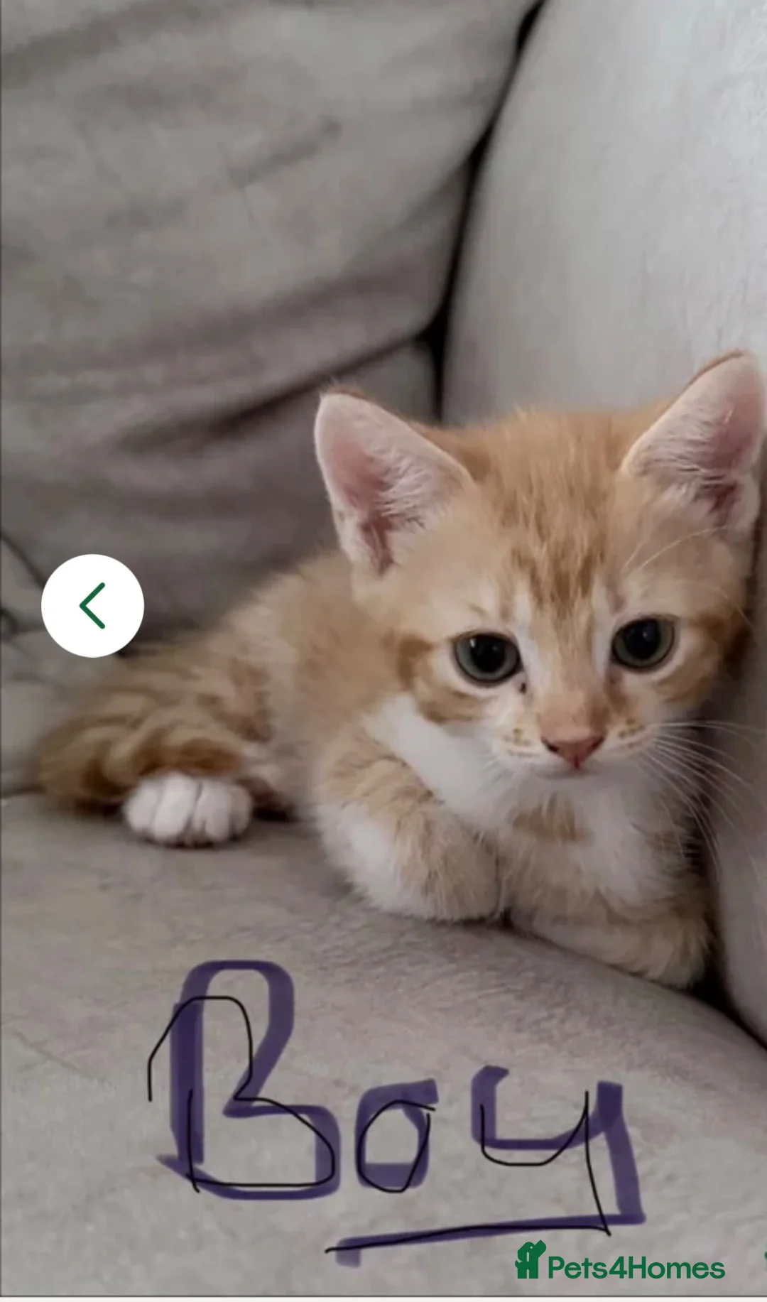 Mixed Breed cats for sale: Beautiful ginger  kittens - Advert 2