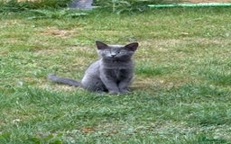 Russian Blue cats for sale: 16 week old female Russian blue  - Image 3
