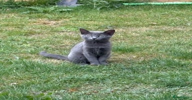 Russian Blue cats - Advert 1