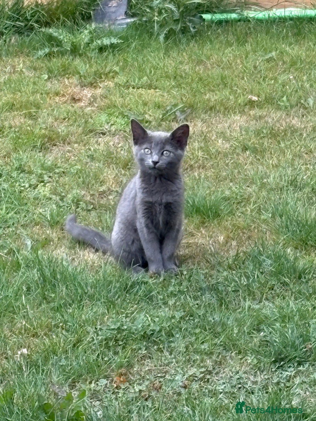 Russian Blue cats for sale: 16 week old female Russian blue  - Image 3