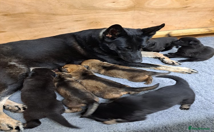 German Shepherd dogs - Advert 1