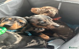 Miniature Dachshund dogs for sale: Miniature dashound puppies 💕💙  - Image 8