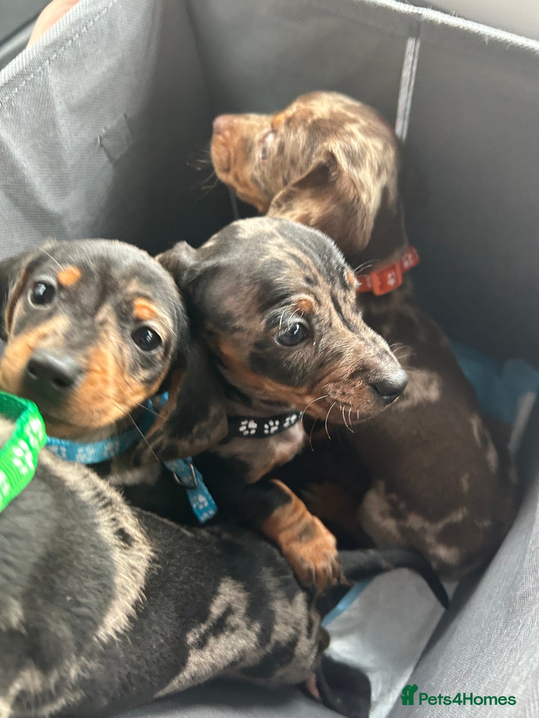 Miniature Dachshund dogs for sale: Miniature dashound puppies 💕💙  - Image 8