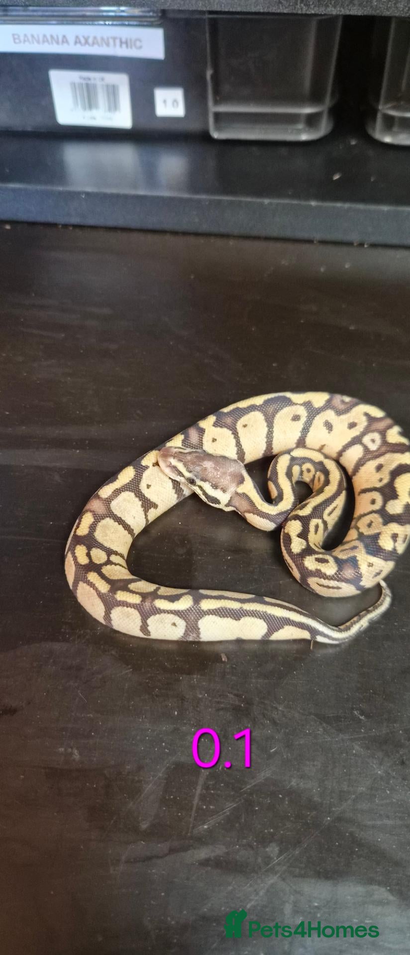 Python Snake reptiles Mixed juvinile royals - Advert 2