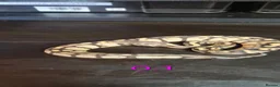 Python Snake reptiles for sale: Mixed juvinile royals - Advert 2