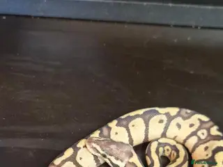 Python Snake reptiles Mixed juvinile royals - Advert 2