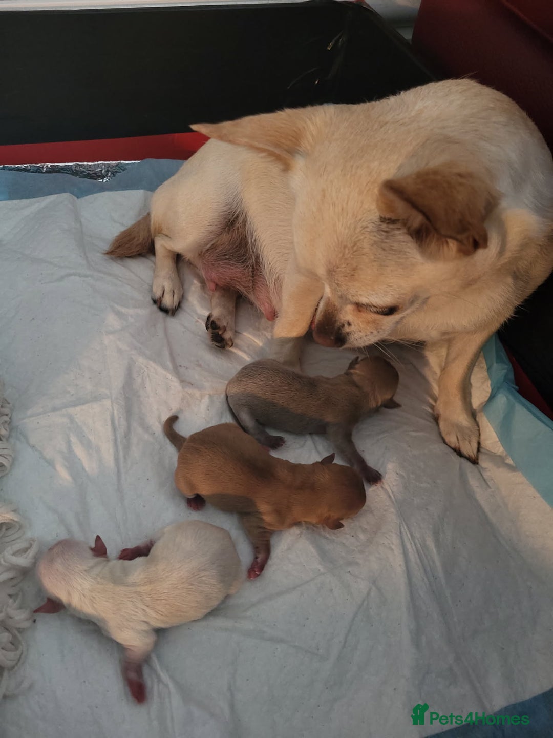 Chihuahua dogs for stud: KC Registered & Health Tested Chihuahua STUD  in Redhill - Image 3