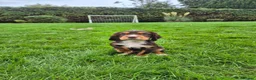 Cocker Spaniel dogs for sale: Kc working cockers health tested parents  - Advert 6