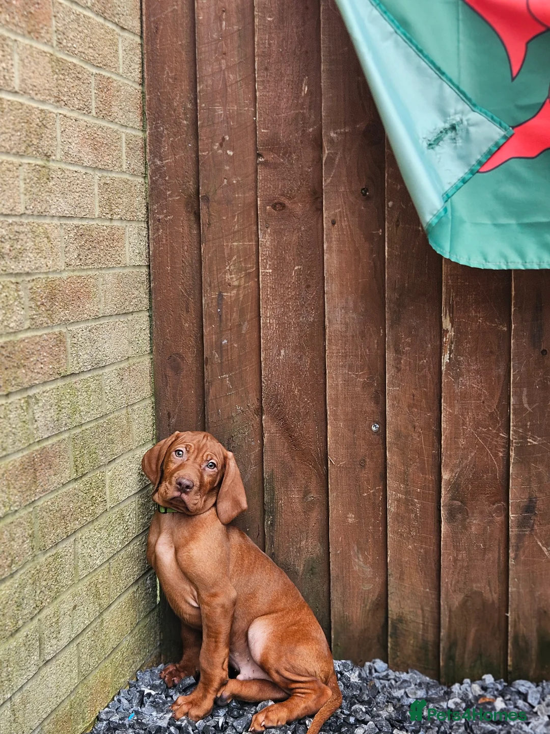 Hungarian Vizsla dogs for sale: 🏆🇭🇺 KC Registered fully trained HungarianVizsla - Advert 3