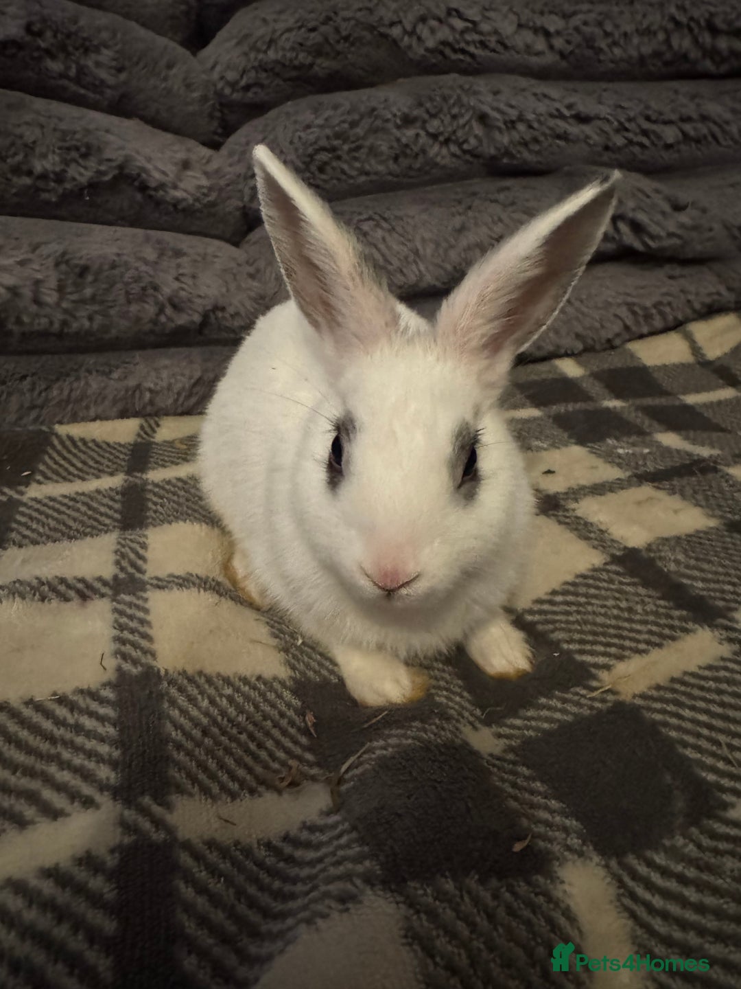 Mixed Breed rabbits for sale: Rabbits for sell. - Image 3
