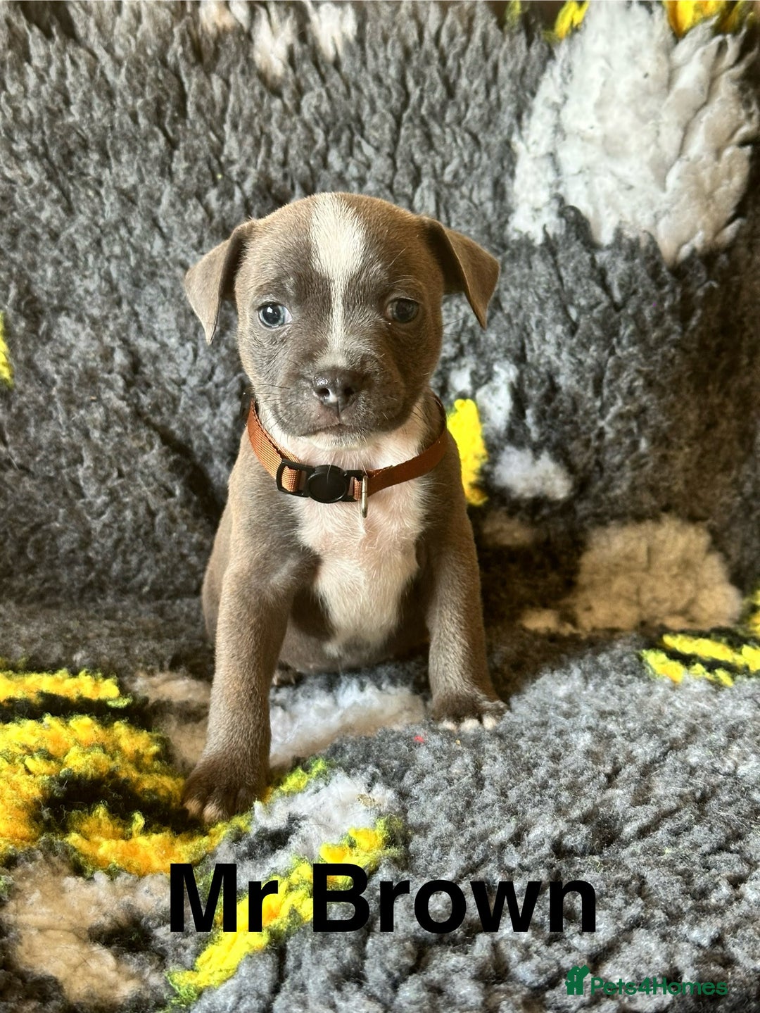 Staffordshire Bull Terrier dogs for sale: Adorable KC Reg/Health Tested SBT Puppies - Image 9