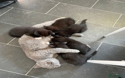 Mixed Breed cats for sale: Lovely 1/2 British shorthair kitten female - Image 10