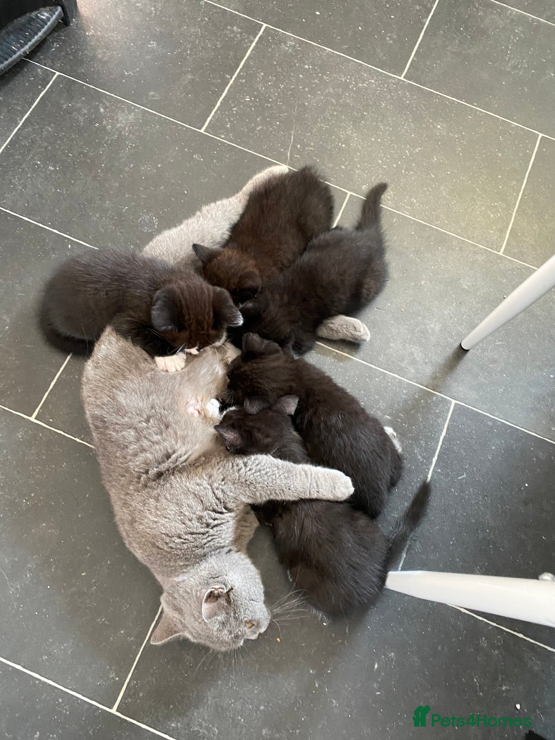 Mixed Breed cats for sale: Lovely 1/2 British shorthair kitten female - Image 10