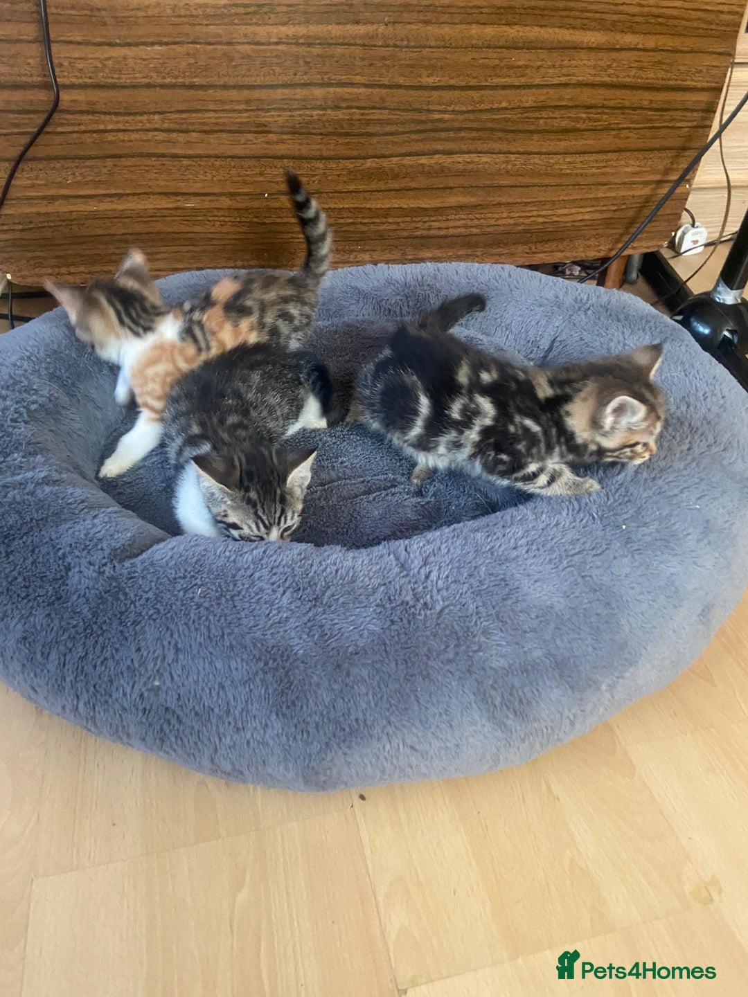 British Shorthair cats for sale: English tabby kittens for sale  - Image 8
