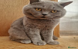 British Shorthair cats for sale: Tica British Shorthair Male - Image 3