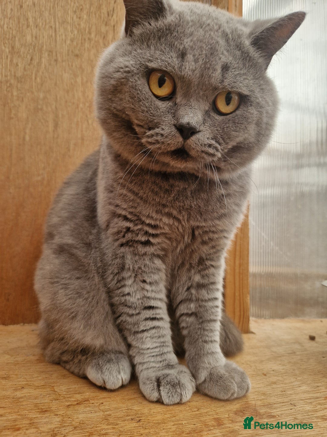 British Shorthair cats for sale: Tica British Shorthair Male - Image 3