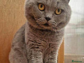 British Shorthair cats - Advert 17