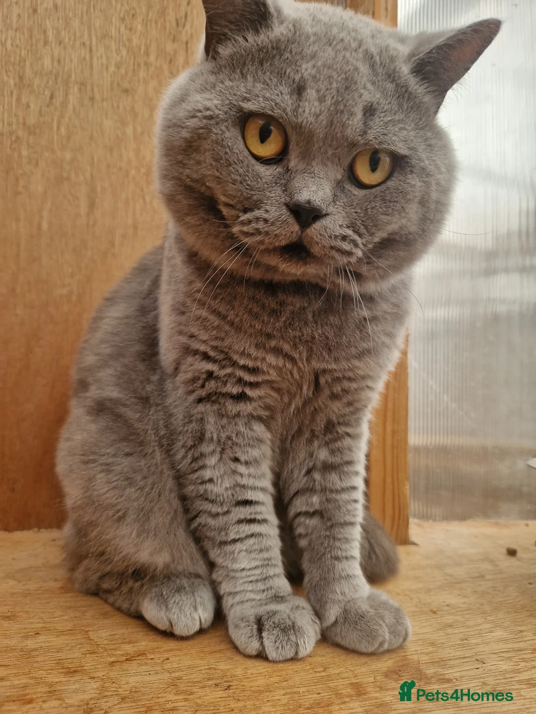 British Shorthair cats for sale: Tica British Shorthair Male - Advert 1