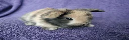 Mini Lop rabbits for sale: Baby mini lop rabbits for sale  - Advert 13
