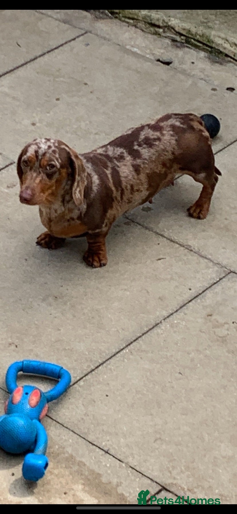 Miniature Dachshund dogs Minature daschund female  - Advert 8