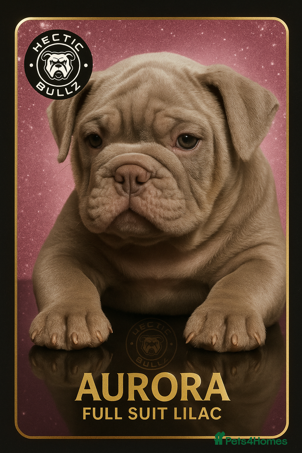 Mixed Breed dogs ✨ CHARLIE’S ANGELS – BULLDOG GIRLS ✨ - Advert 14