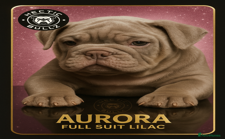 Mixed Breed dogs - Advert 3