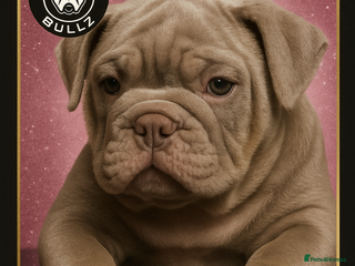 Mixed Breed dogs - Advert 4