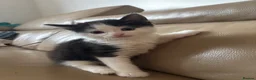Mixed Breed cats for sale: Kittens for sale in Inverness - Advert 5