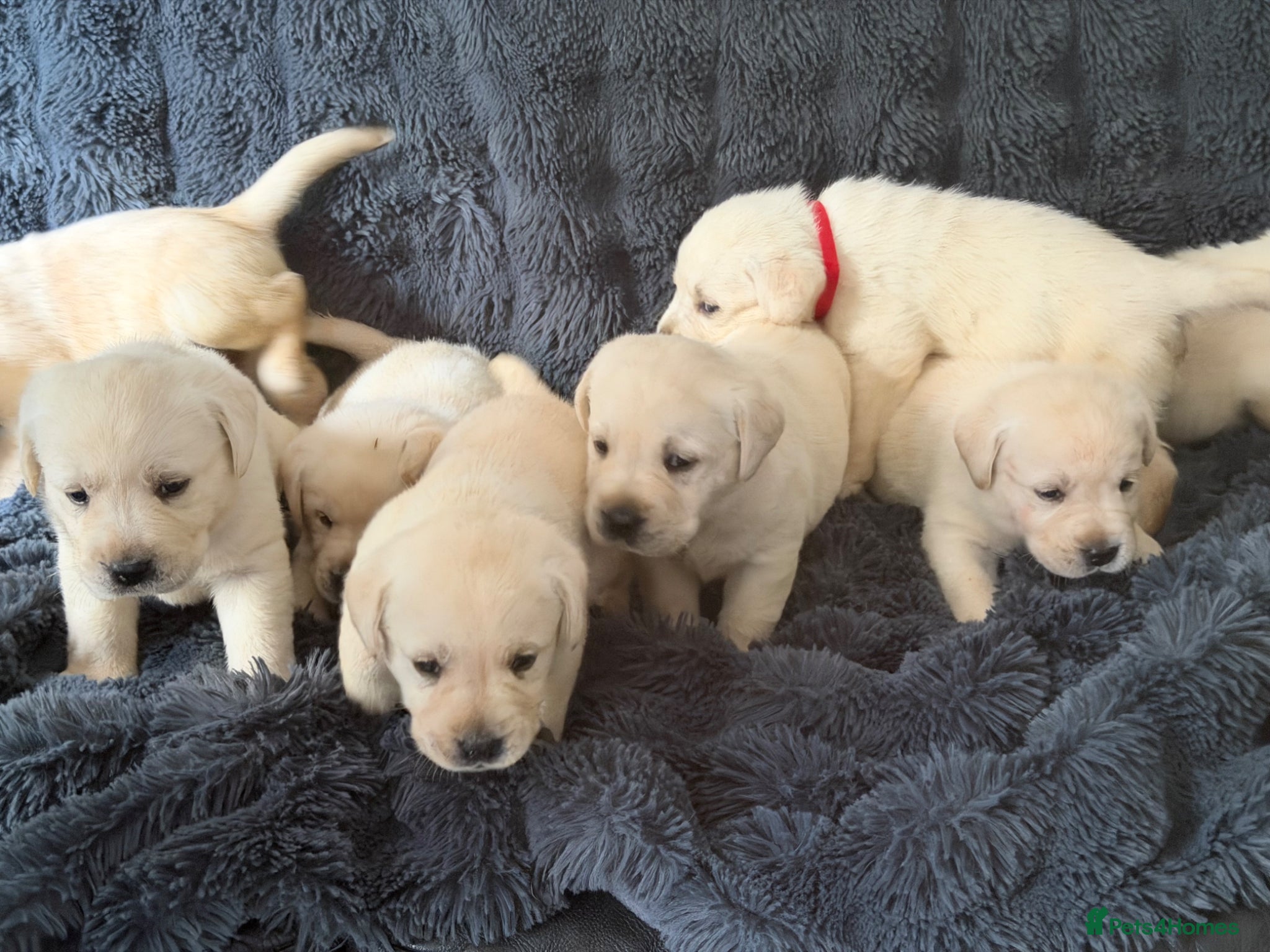 Labrador Retriever dogs 🐾 Outstanding Champion-line Labrador Puppies  🐾 - Advert 1