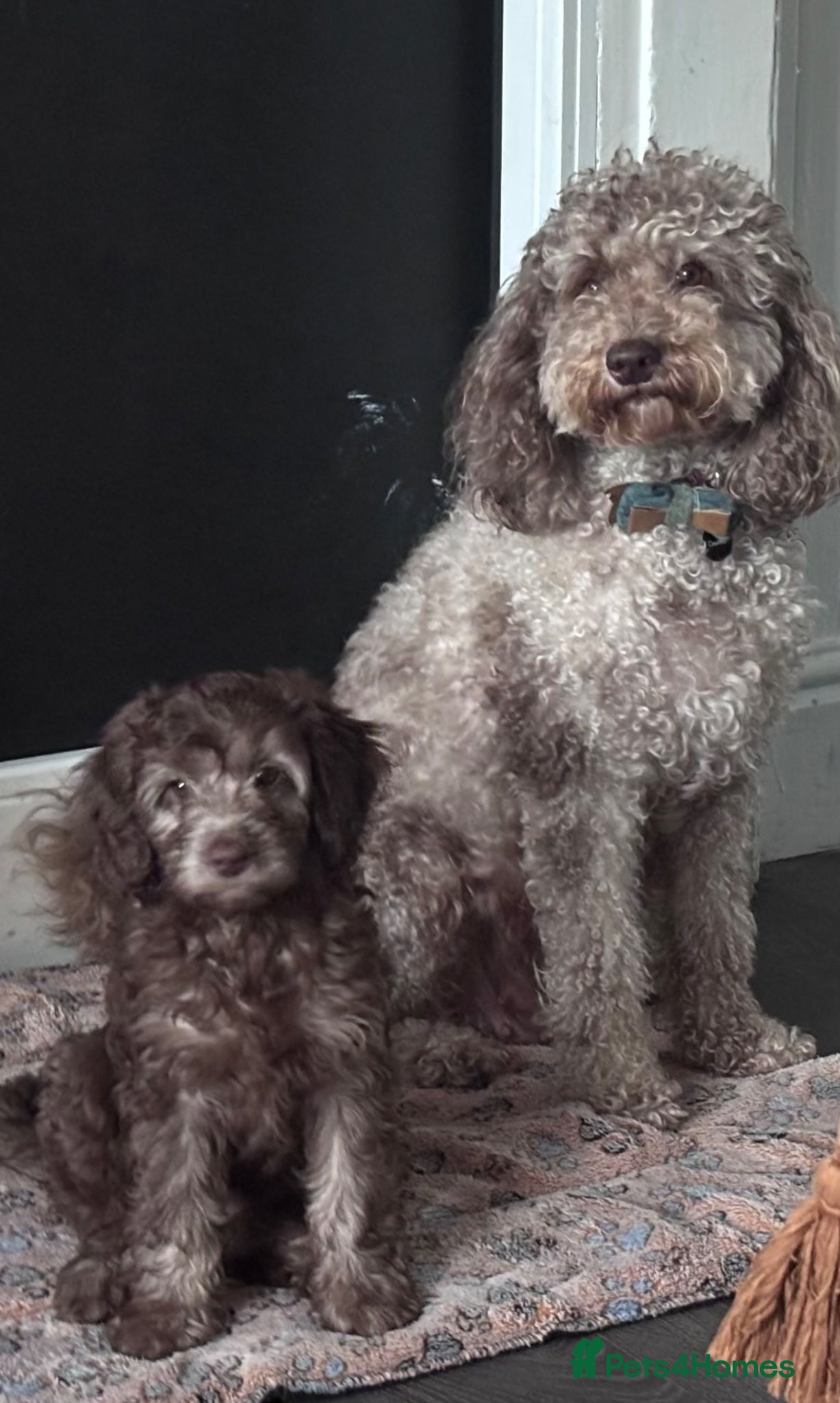 Labradoodle dogs Last 1 Reduced* Ready now - Advert 5