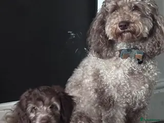 Labradoodle dogs Last 1 Reduced* Ready now - Advert 15
