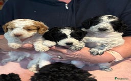 Cockapoo dogs for sale: 7 Gorgeous Cockapoo puppies for sale in St Albans - Image 10