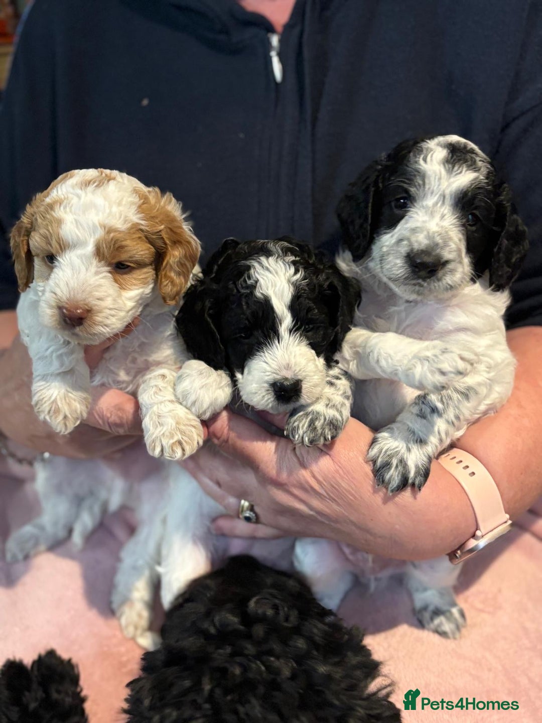 Cockapoo dogs for sale: 7 Gorgeous Cockapoo puppies for sale in St Albans - Image 10
