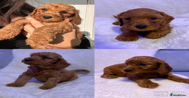 Cavapoo dogs - Advert 4