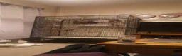 Budgerigars birds for sale: 4 Budgies with Large Cage – Complete Setup - Advert 4
