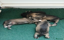 Miniature Schnauzer dogs for sale: Beautiful miniature shnauzers  - Image 5
