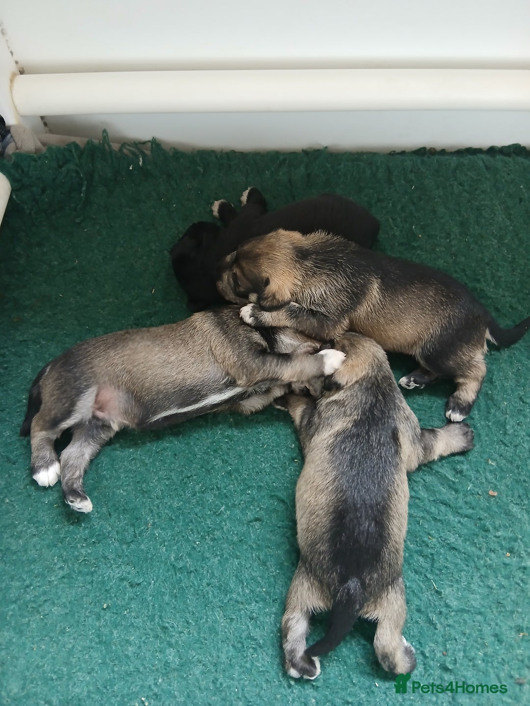 Miniature Schnauzer dogs for sale: Beautiful miniature shnauzers  - Image 5