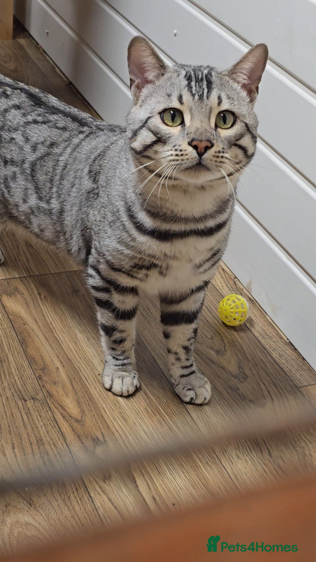 Bengal cats for sale: Stunning Silver Mature Bengal Male  - Advert 3