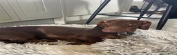 Dachshund dogs for sale: Dachsund Dapple puppies  - Advert 4