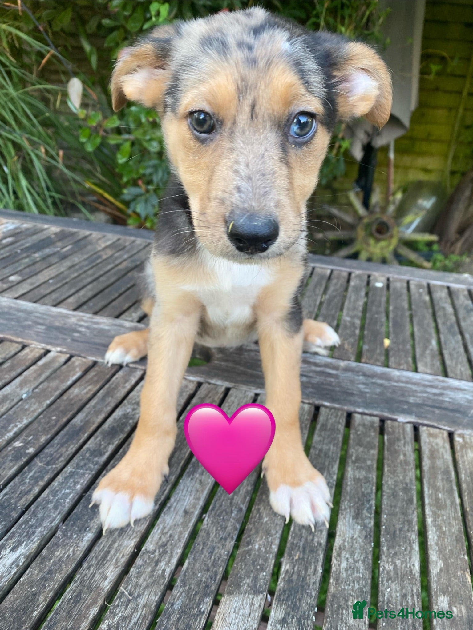 German Shepherd dogs GSD X COLLIE,BIG CHUNKY FARM BRED PUPS. - Advert 4