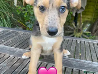 German Shepherd dogs GSD X COLLIE,BIG CHUNKY FARM BRED PUPS. - Advert 4