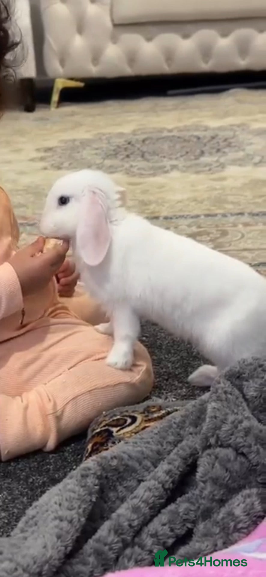 Mixed Breed rabbits Rabbit - Advert 1