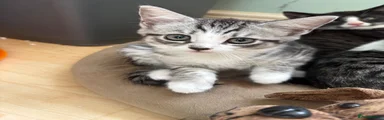 Domestic Shorthair 1