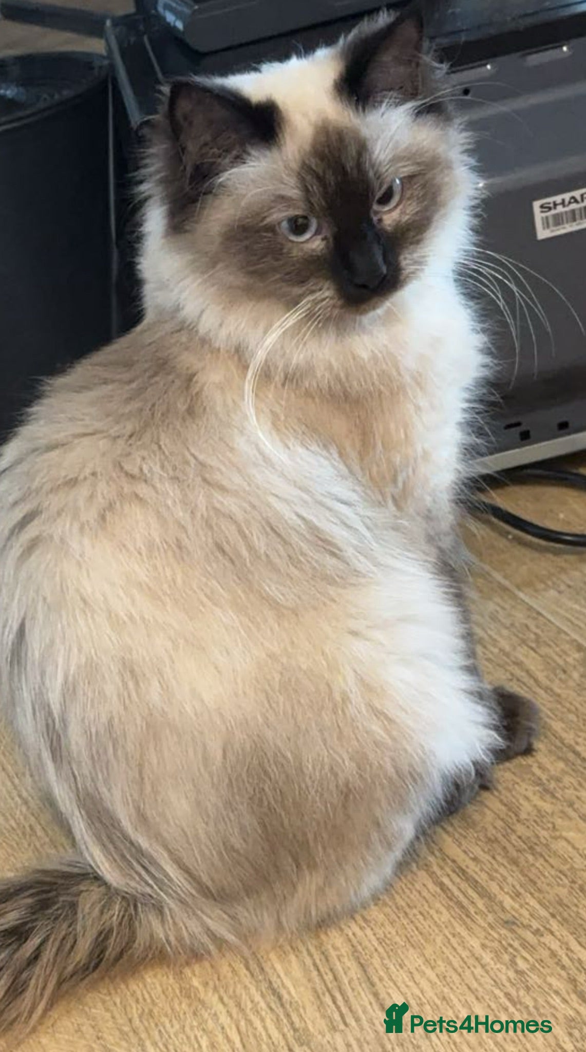 Ragdoll cats Snow❄️🐈 Chocolate Point Ragdoll - Advert 1