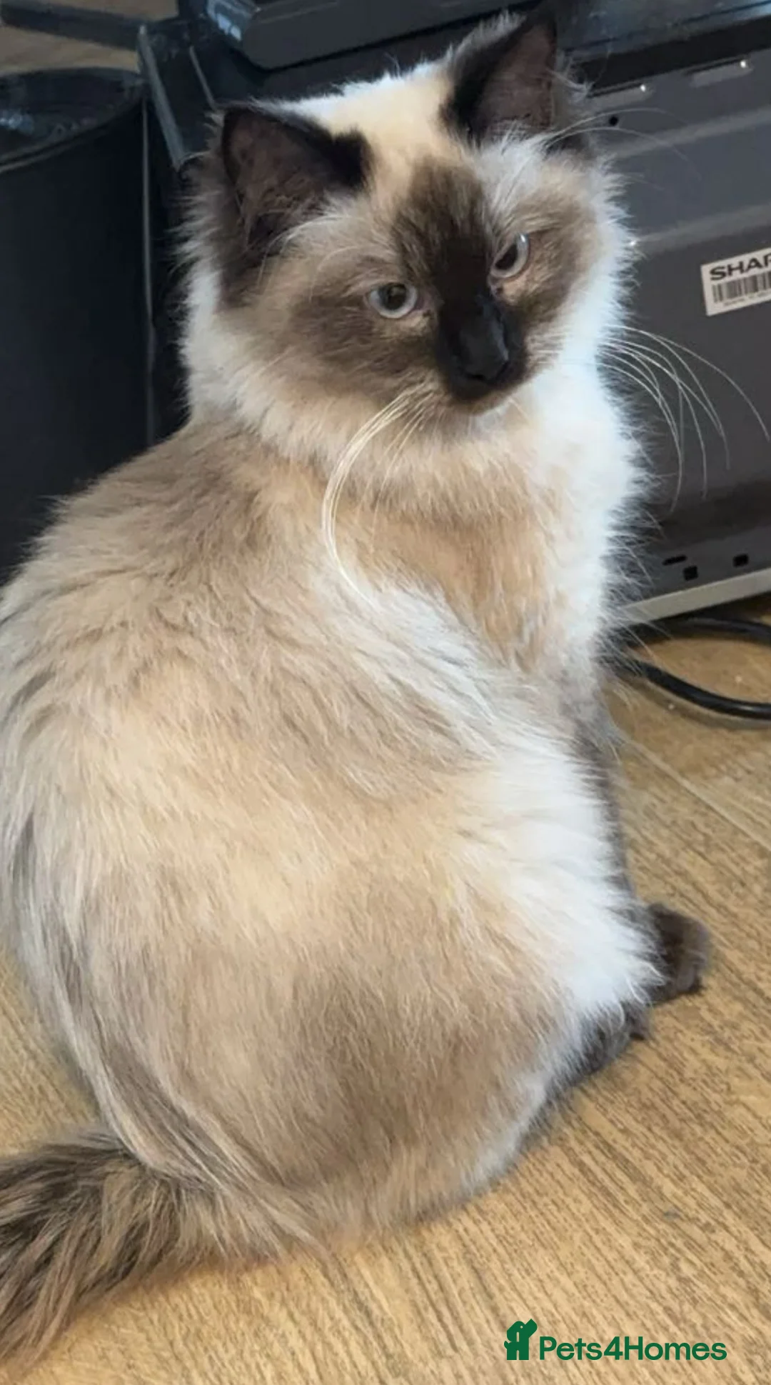 Ragdoll cats for sale: Snow❄️🐈 Chocolate Point Ragdoll - Advert 1
