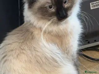 Ragdoll cats Snow❄️🐈 Chocolate Point Ragdoll - Advert 5