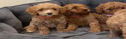 Cavapoo dogs for sale: Cavapoos Extensive DNA & Heart tested - Advert 6