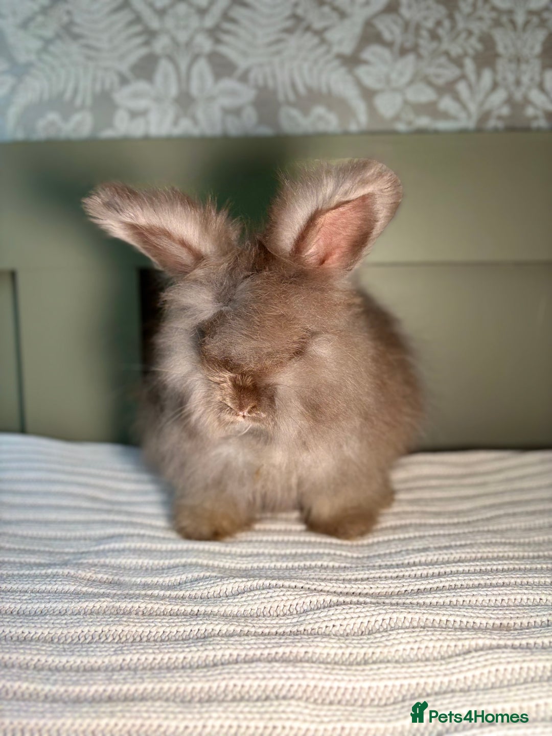 Angora rabbits for sale: Fully Vaccinated PedigreeAngora Ready next weekend - Advert 5