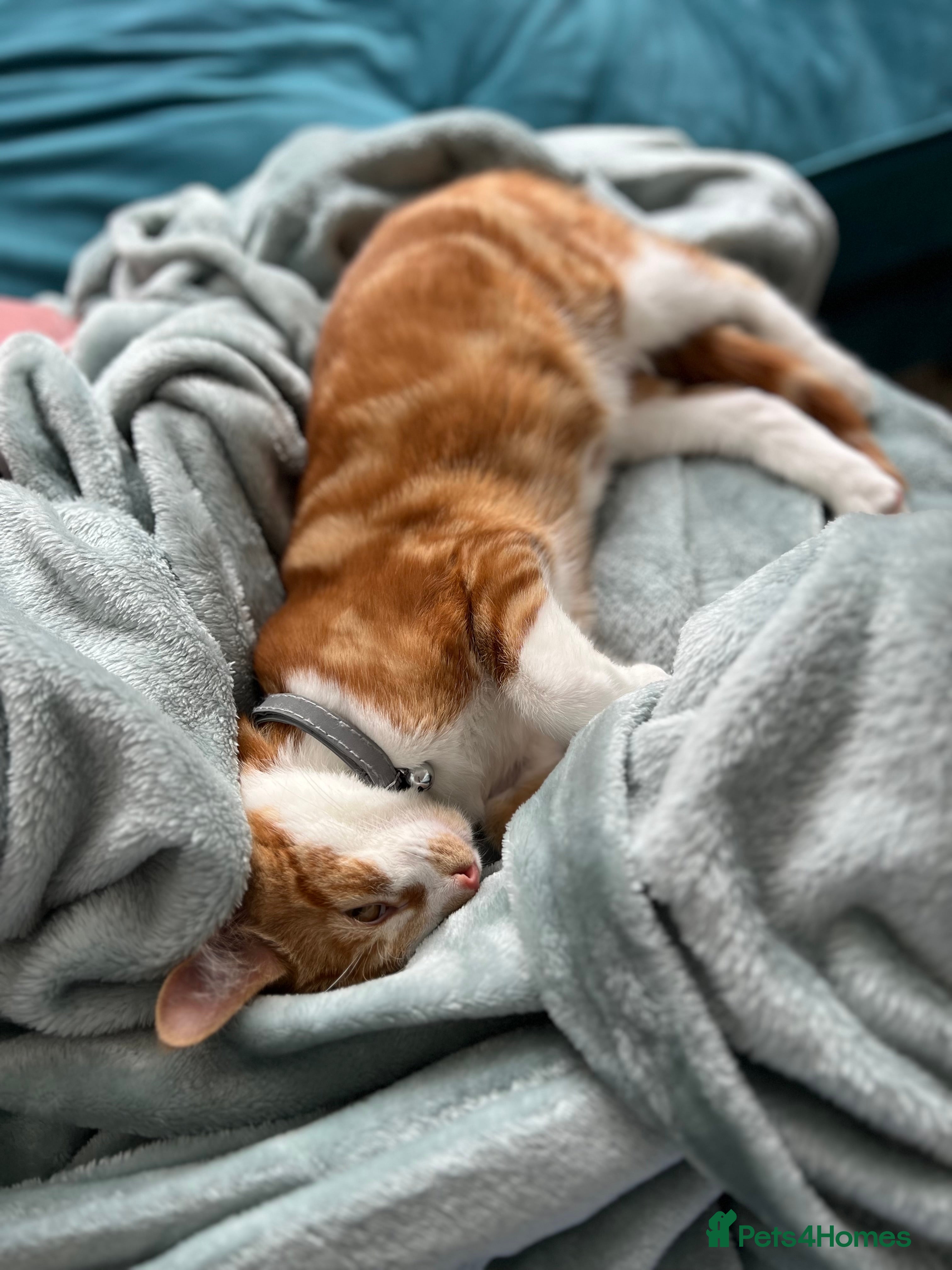 British Shorthair cats Friendly, Family Orientated Cat - Advert 19